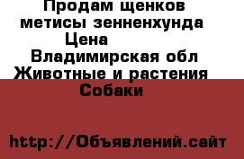 Продам щенков, метисы зенненхунда › Цена ­ 7 000 - Владимирская обл. Животные и растения » Собаки   